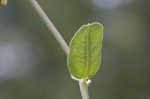 Green comet milkweed